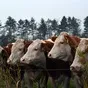 коровы , быки , телки , кони живым весом в Барнауле и Алтайском крае