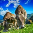 Алтайские предприятия получили статус хозяйств по разведению чистопородных животных