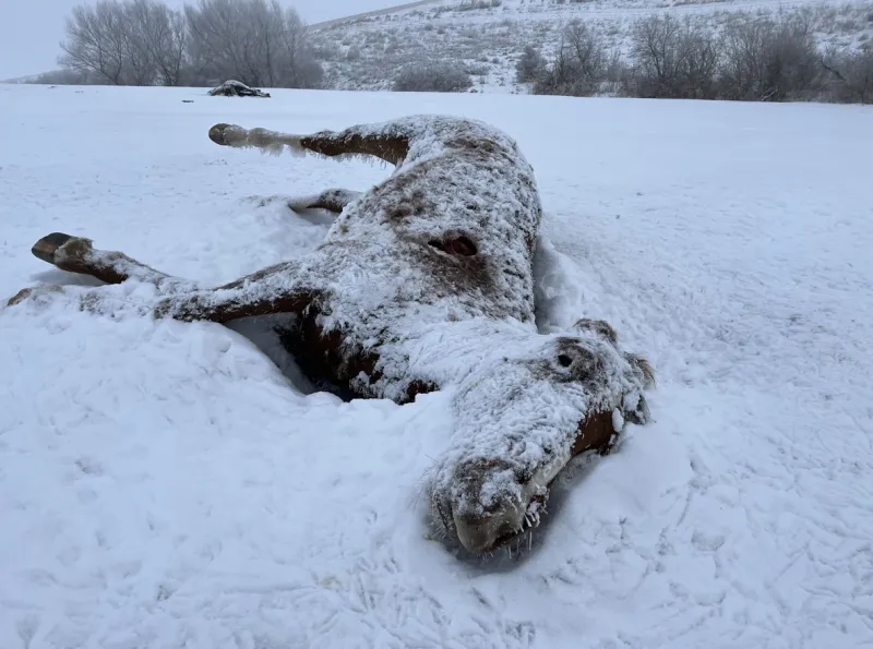Фотография мертвой лошади с сайта Новая газета