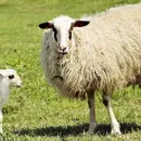 Почему алтайский фермер отказался от коров и теперь разводит овец
