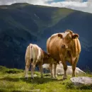 В Алтайском крае в объекты животноводства инвестировано более 3 млрд рублей