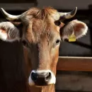 Алтайский край просит временно отменить запрет на "домашний" убой скота