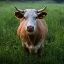 Мясо по-домашнему. Могут ли на Алтае отменить запрет на подворный убой скота