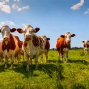 Вакцинация от ящура стала реальной опасностью для мясного животноводства Алтая