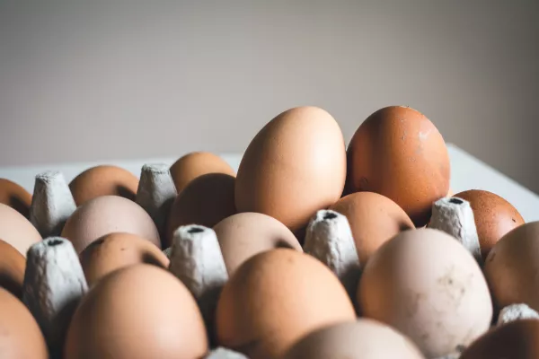 559 миллионов яиц произвели в Алтайском крае за семь месяцев 2022 года