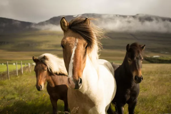 В Алтайском крае за неделю пресекли две незаконные перевозки лошадей через Государственную границу