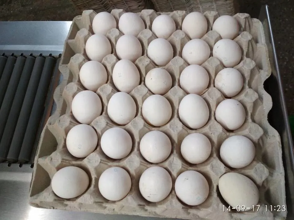 яйцо куриное, пищевое в Новоалтайске