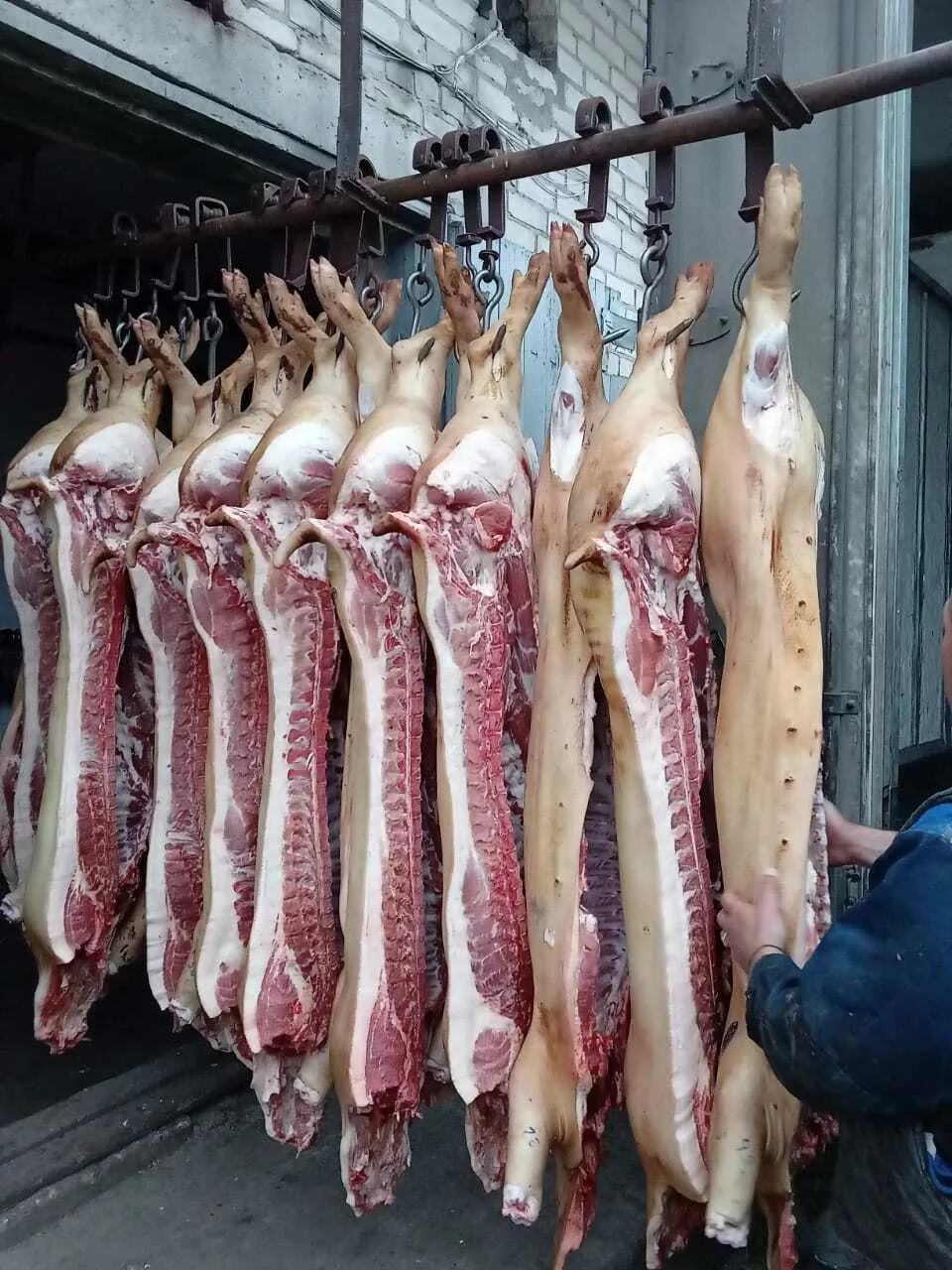 мясо алтайской свинины оптом. полутуши. в Барнауле и Алтайском крае