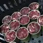 тушенка только мясо молодой говядины в Барнауле и Алтайском крае
