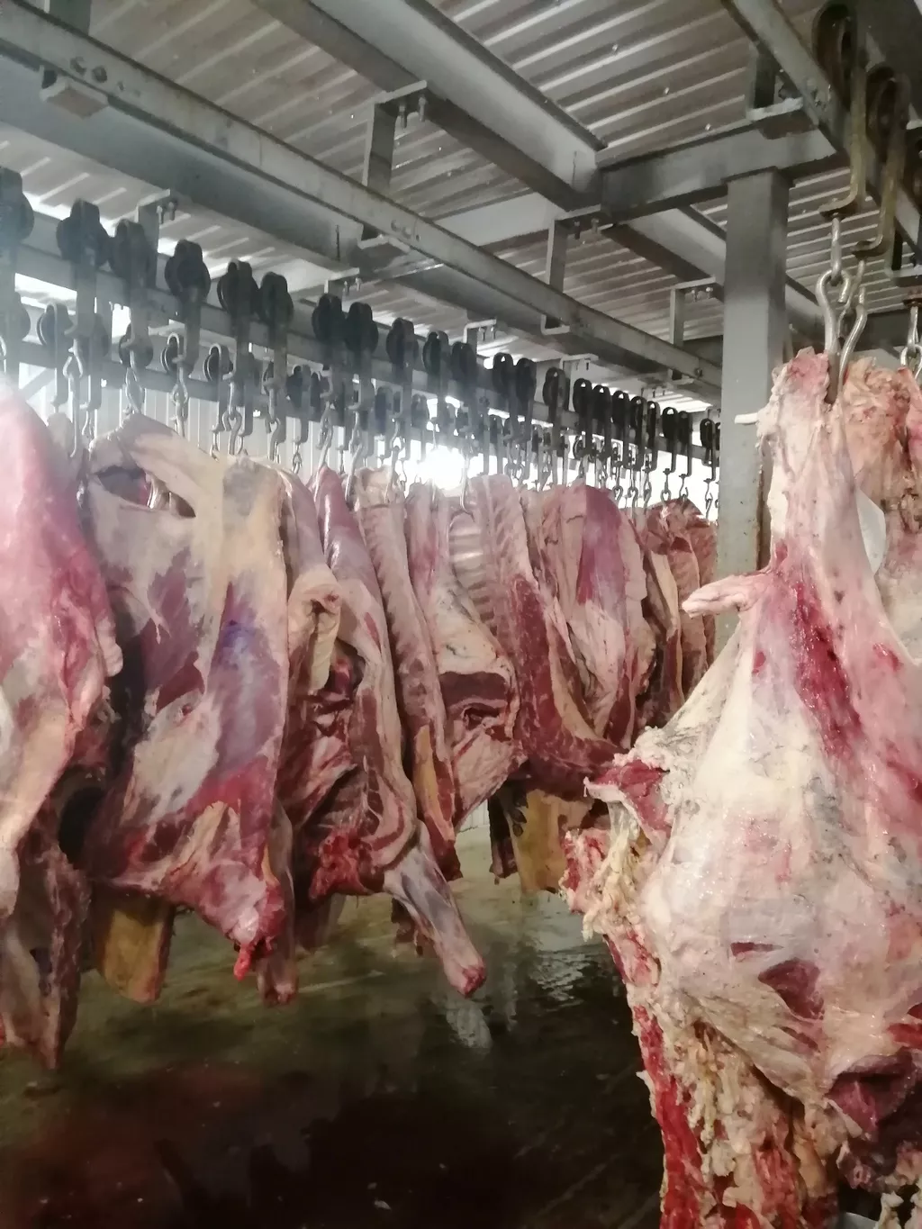 фотография продукта Мясо говядины в полутушах