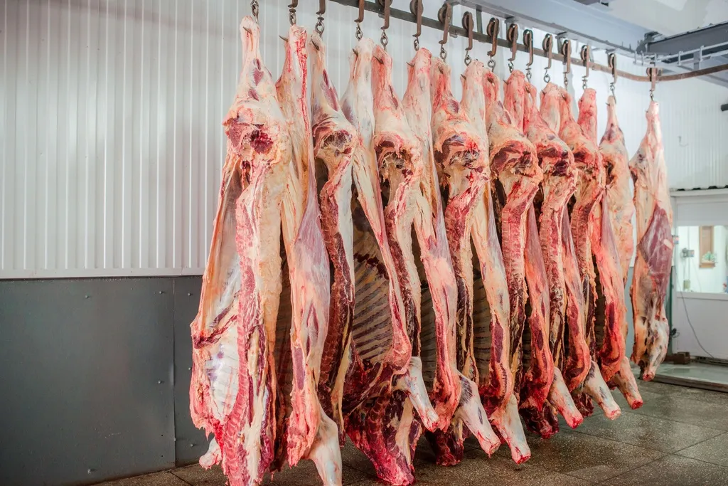 фотография продукта Мясо говядины н/к - полутуши, четвертины