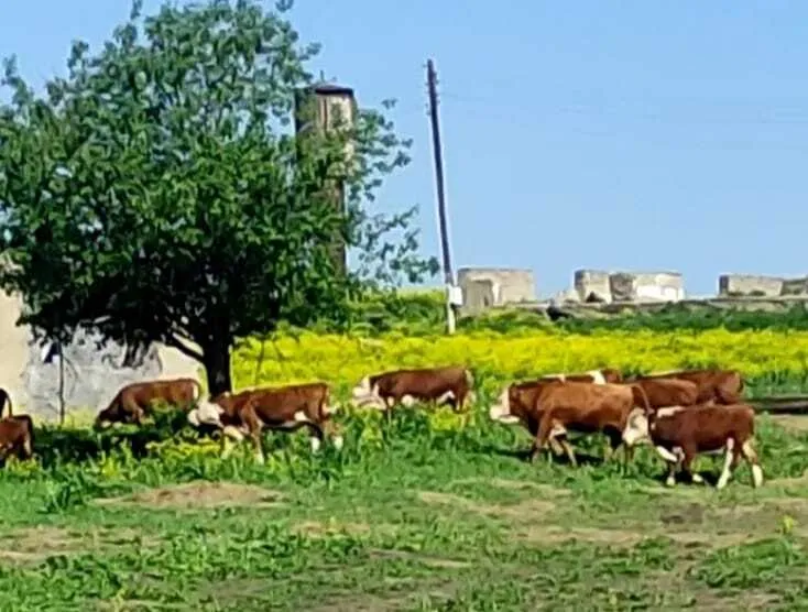 бычки живым весом в Барнауле и Алтайском крае