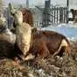 быки герефорды на мясо  в Барнауле и Алтайском крае