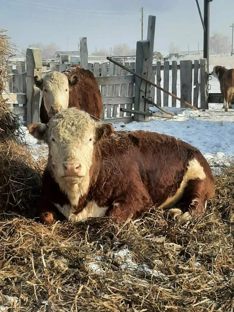быки герефорды на мясо  в Барнауле и Алтайском крае 2