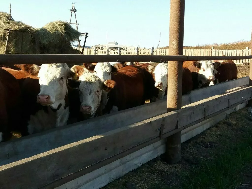 быки герефорды на мясо  в Барнауле и Алтайском крае