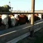 быки герефорды на мясо  в Барнауле и Алтайском крае 2