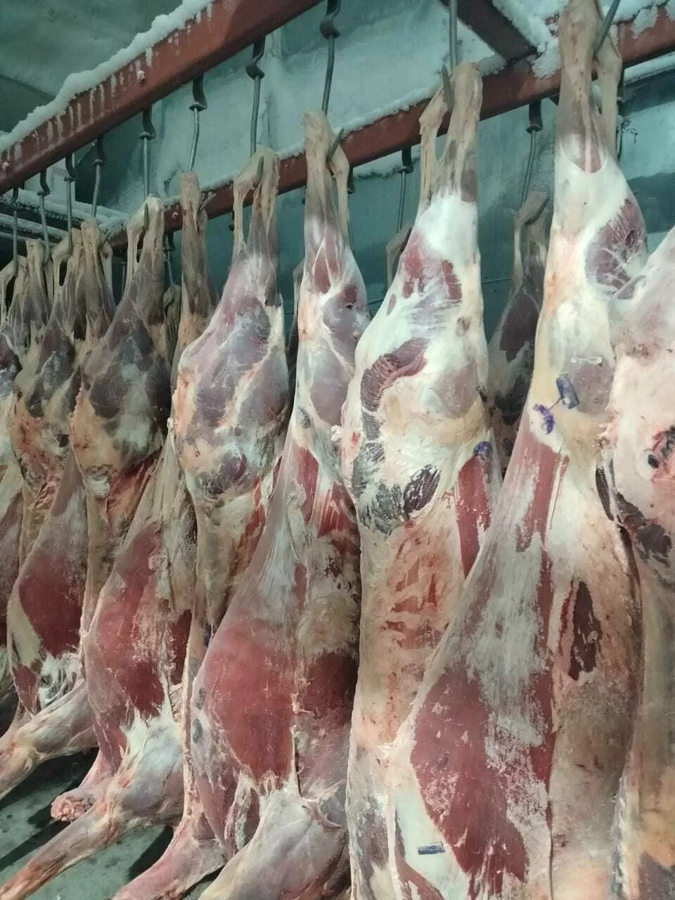 мясо марала в полутушах мороженное в Барнауле и Алтайском крае 5