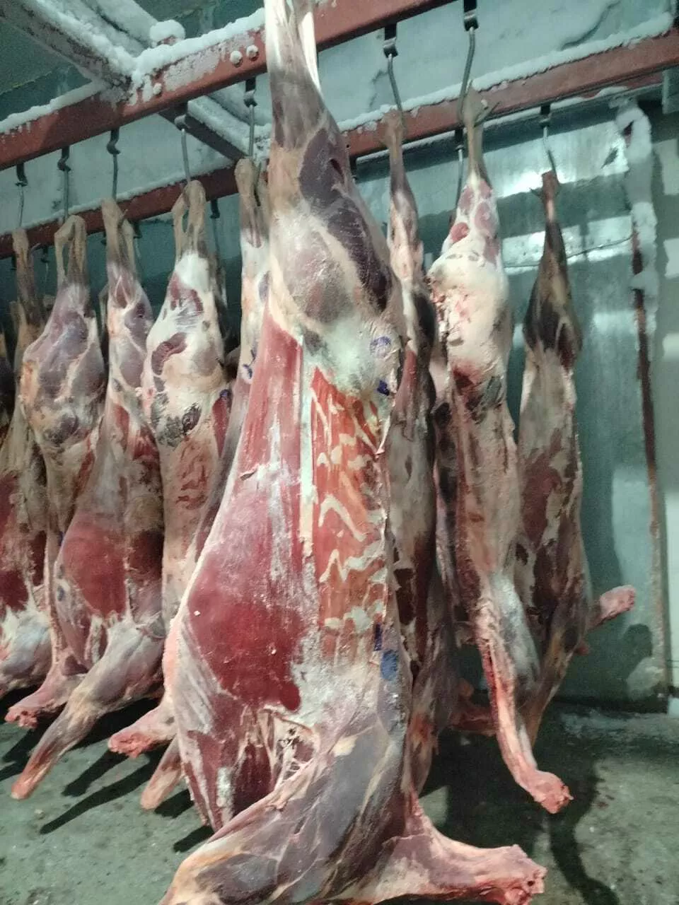 мясо марала в полутушах мороженное в Барнауле и Алтайском крае