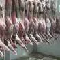 мясо марала под заказ в Барнауле и Алтайском крае