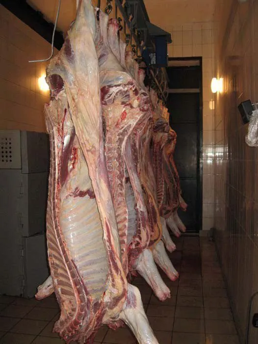 фотография продукта Мясо мраморной гов. зернового откорма